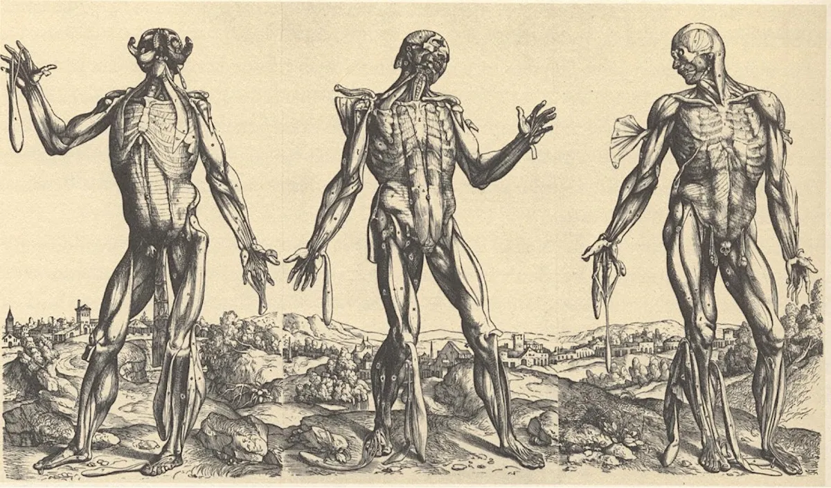 Vesalius